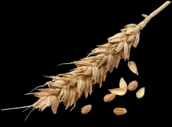Wheat crop ready for marketplace listing after Pakka Khata ledger entry